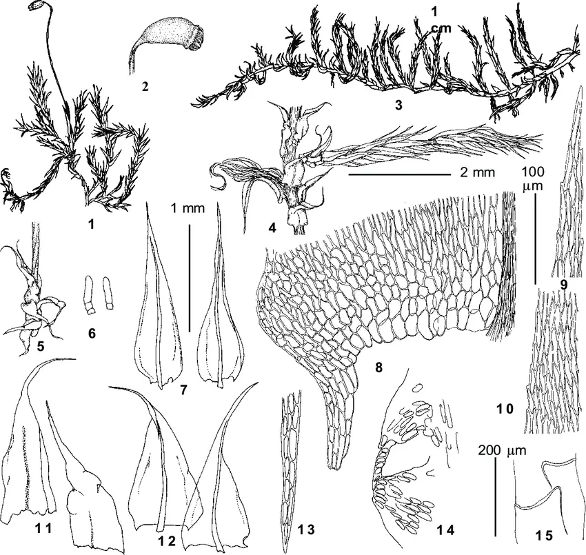 Brachythecium-populeum-Hedw-B-S-G-from-Ignatov-1-16-1-3-habit-2-capsule.png