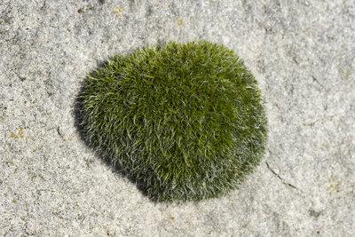 C0433558-Tortula_moss_cushion.jpg