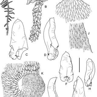 Calyptothecium-recurvulum-Broth-Broth-A-Habit-B-Branch-C-D-Stem-leaves-E-H_Q320.jpg