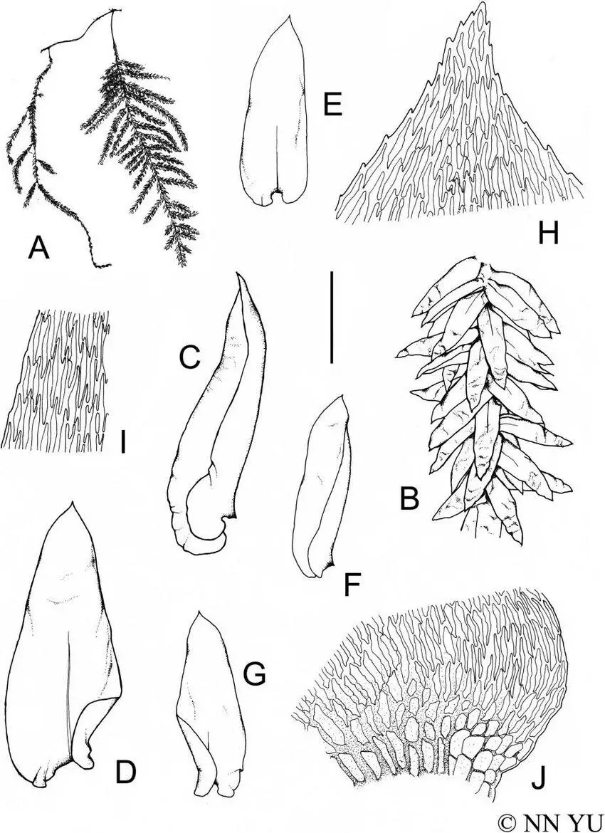 Calyptothecium-urvilleanum-Mue-llHal-Broth-A-Habit-B-Branch-C-D-Stem-leaves.png