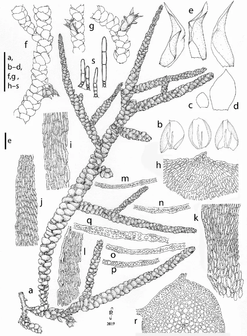 Camptochaete-monolina-a-part-of-plant-when-moist-b-branch-leaves-c-e-perichaetial.png