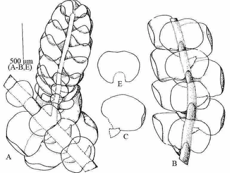 Cheilolejeunea-montagnei-Gottsche-RMSchust-A-B-Part-of-shoot-A-with-androecium.jpg