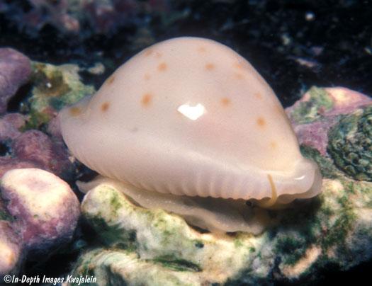 Cypraea-mauiensis-Olowalu-03.jpg