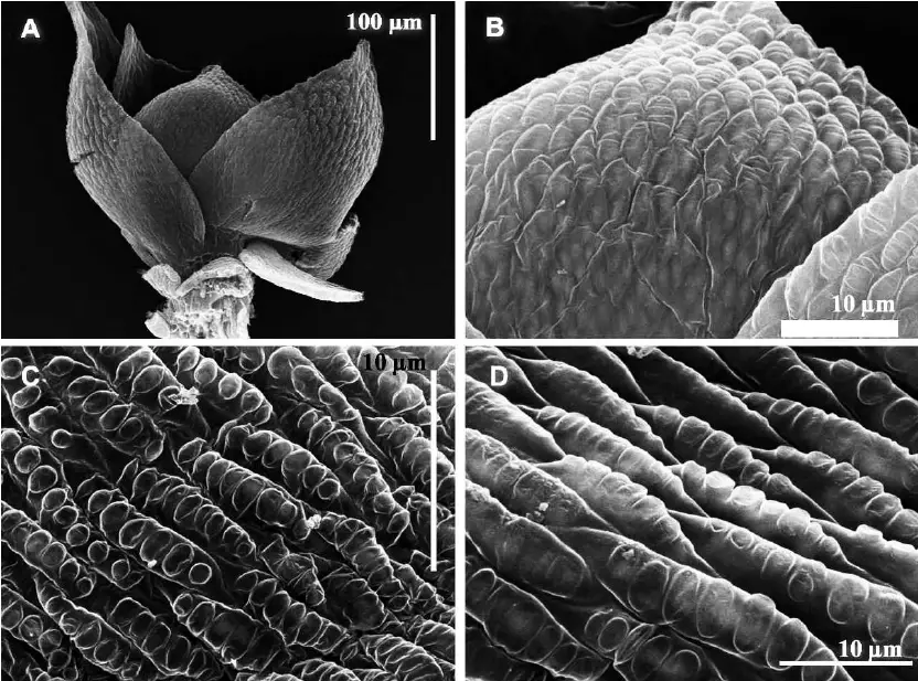 Developmental-stages-in-Taxithelium-nepalense-A-Uppermost-leaves-B-Phase-I-C-D.png