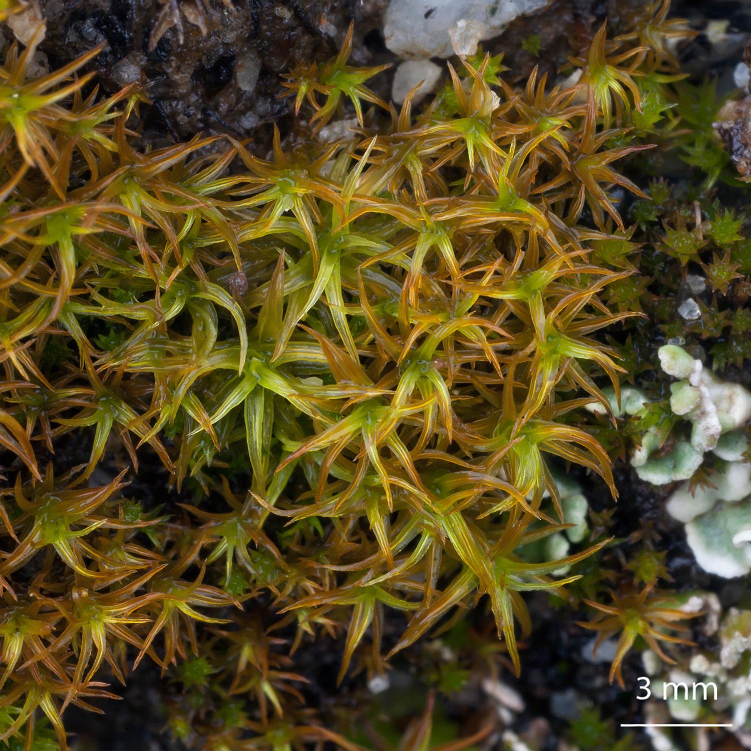 Didymodon-insulanus-moss.jpg