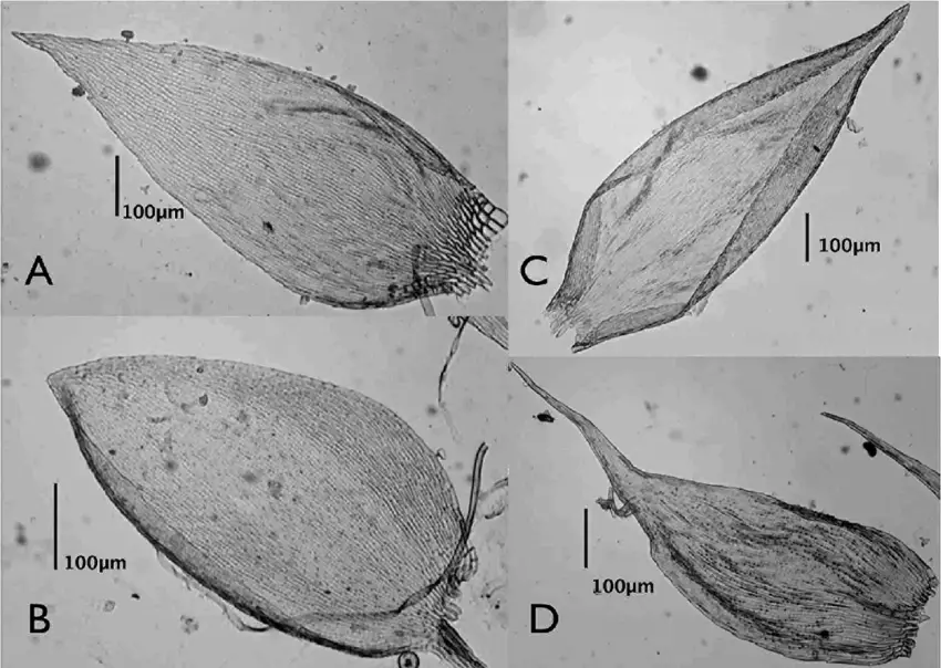 Diff-erences-in-leaf-shape-from-the-three-species-of-Taxithelium-from-Brazil-A-B-T.png