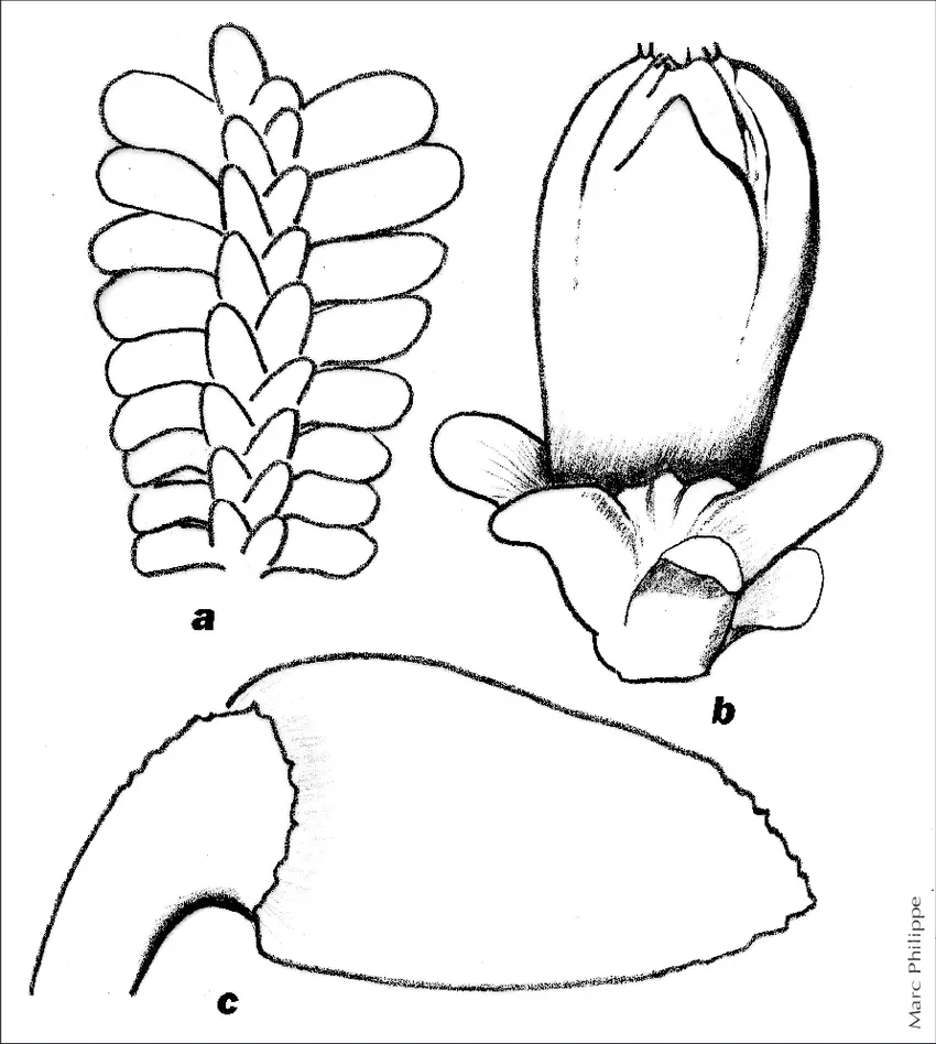 Diplophyllum-obtusifolium-Hook-Dumort-a-vue-densemble-dune-tige-feuillee-4.png