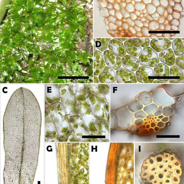 Dolotortula-mniifolia-Sull-Zander-A-Habito-B-Corte-transversal-del-tallo-C-Hoja_Q640.jpg