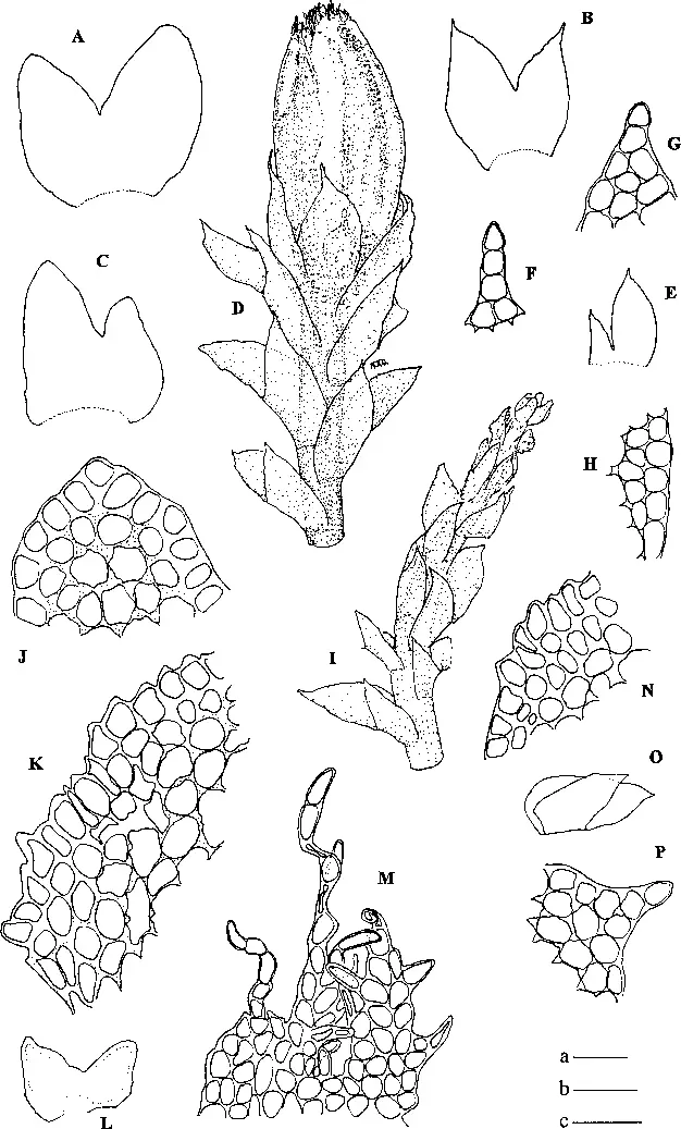 Douinia-ovata-Dicks-H-Buch-A-C-Subfloral-leaves-D-Sector-of-shoot-with.png