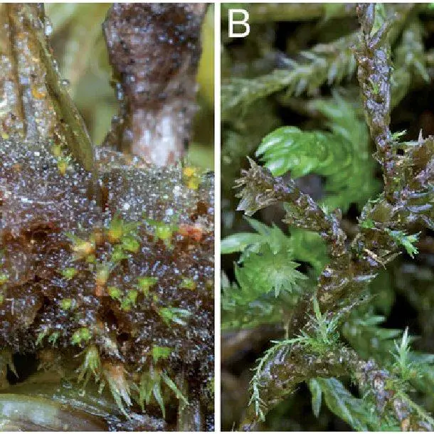 Dwarf-males-A-In-the-stem-tomentum-of-Dicranum-polysetum-Dicranidae-Sweden_Q640.jpg