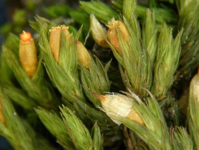 Epiphytic-moss-Orthotrichum-striatum-photo-by-V-Plasek.png