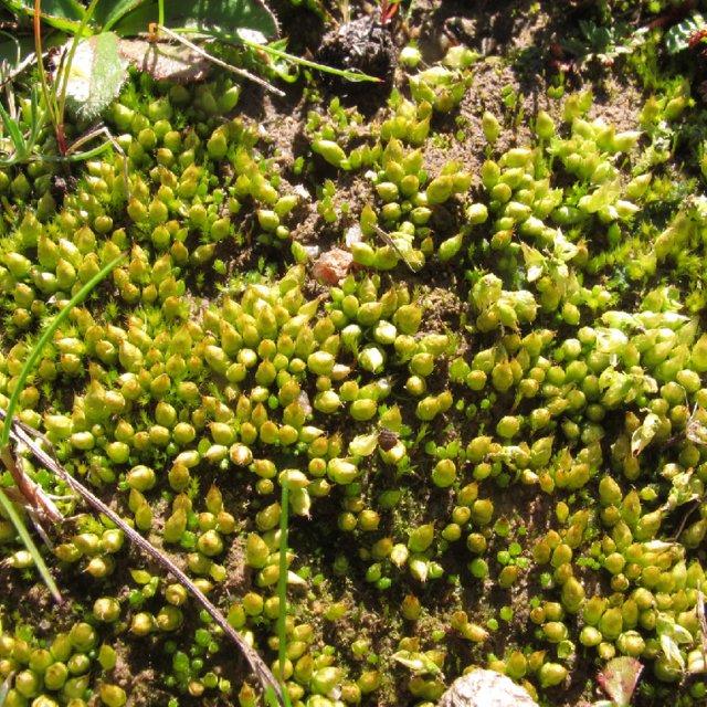 Field-habit-of-Lorentziella-imbricata-Mitt-Broth-growing-on-bare-soil-in-Reserva_Q640.jpg