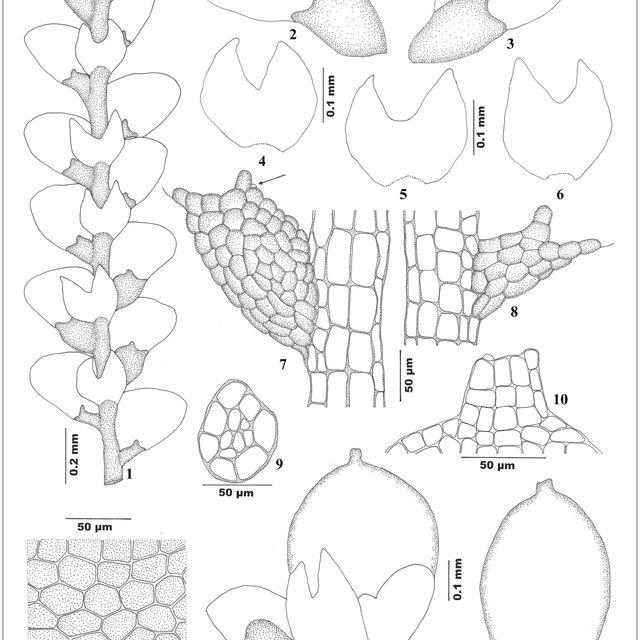 Figs-1-13-Lejeunea-globosiflora-Steph-Steph-1-Part-of-plant-in-ventral-view-2-3_Q640.jpg