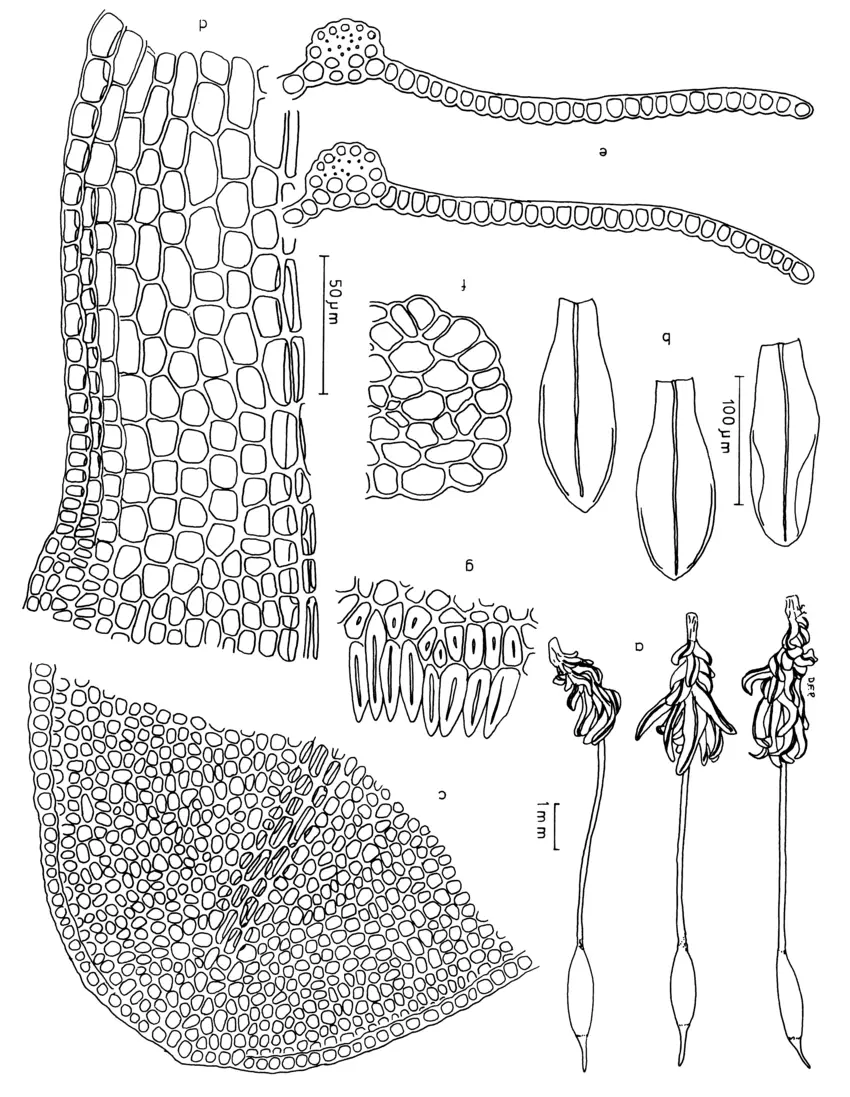 Figura-1-Weisiopsis-bahiensis-Muell-Hal-Broth-a-Gametofitos-secos-b-Filidios-c.png