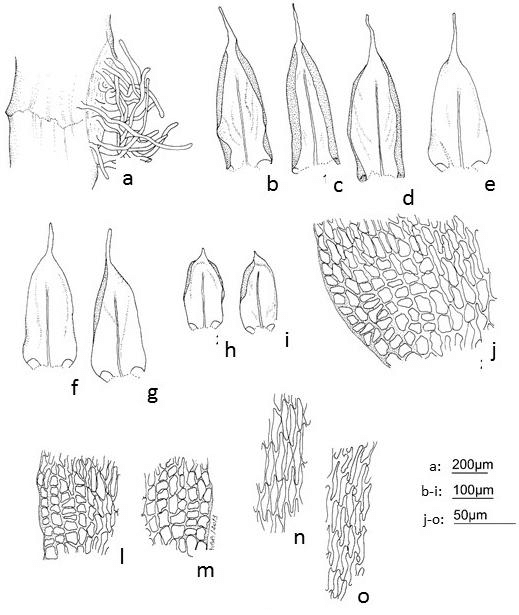 Figura-11-Orthostichopsis-tijucae-Muell-Hal-Broth-a-Pseudoparafilos-filamentosos.png