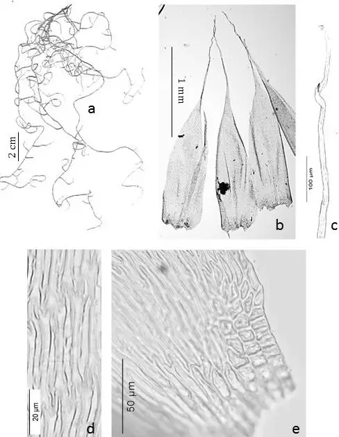 Figura-12-Orthostichopsis-tortipilis-Muell-Hal-Broth-a-Habito-b-Filidios-c.png