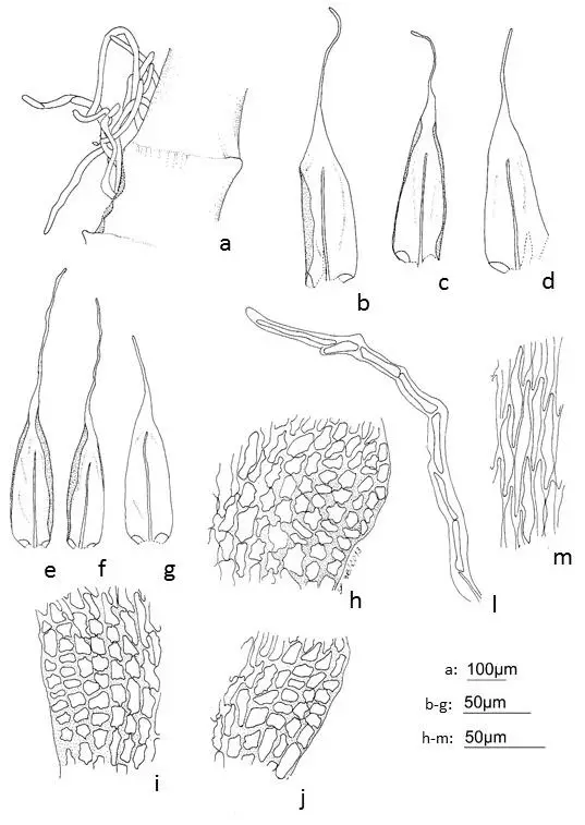 Figura-13-Orthostichopsis-tortipilis-Muell-Hal-Broth-a-pseudoparafilos-b-d.png