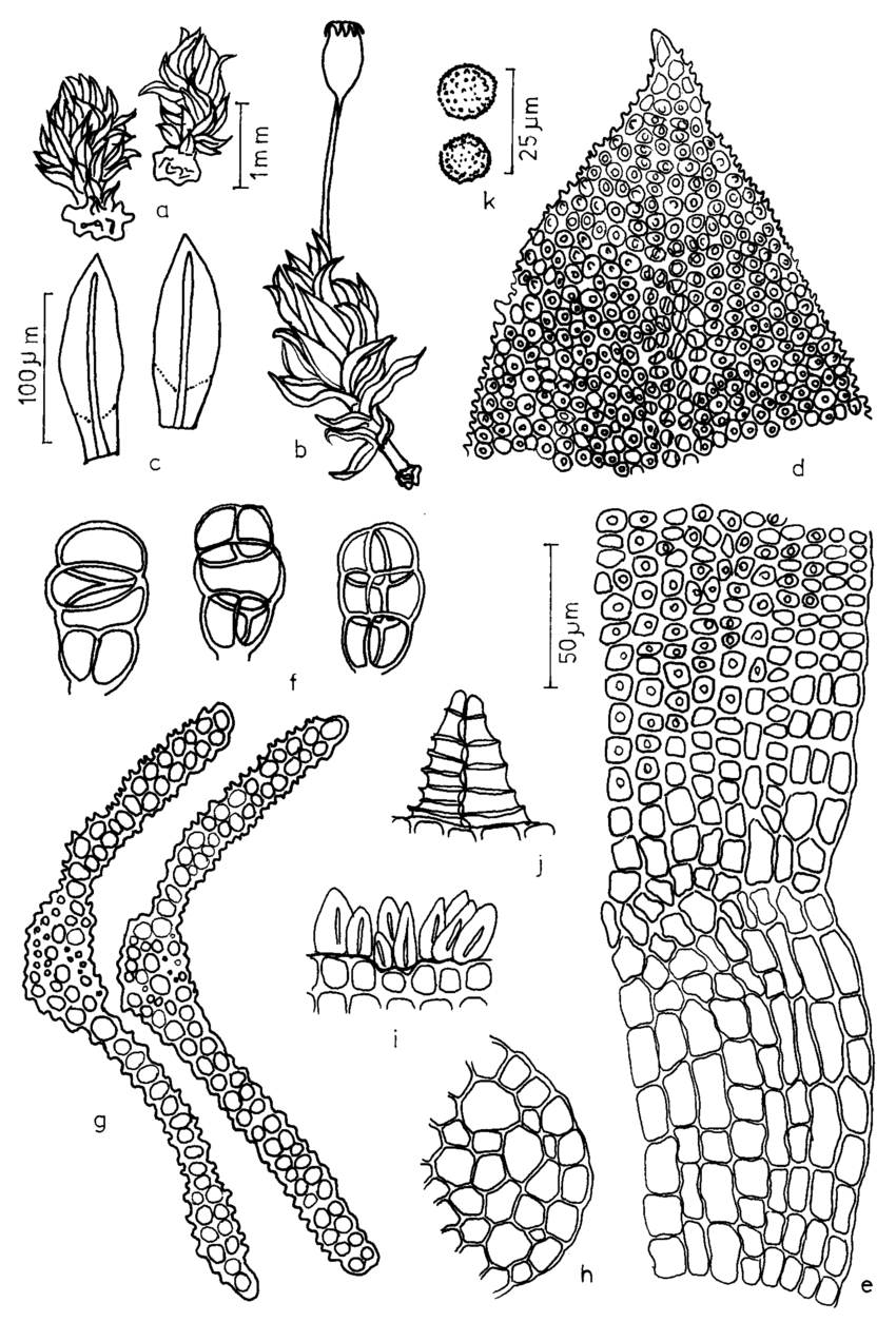 Figura-15-Uleastrum-palmicola-Muell-Hal-RH-Zander-a-b-Aspecto-geral-do.png