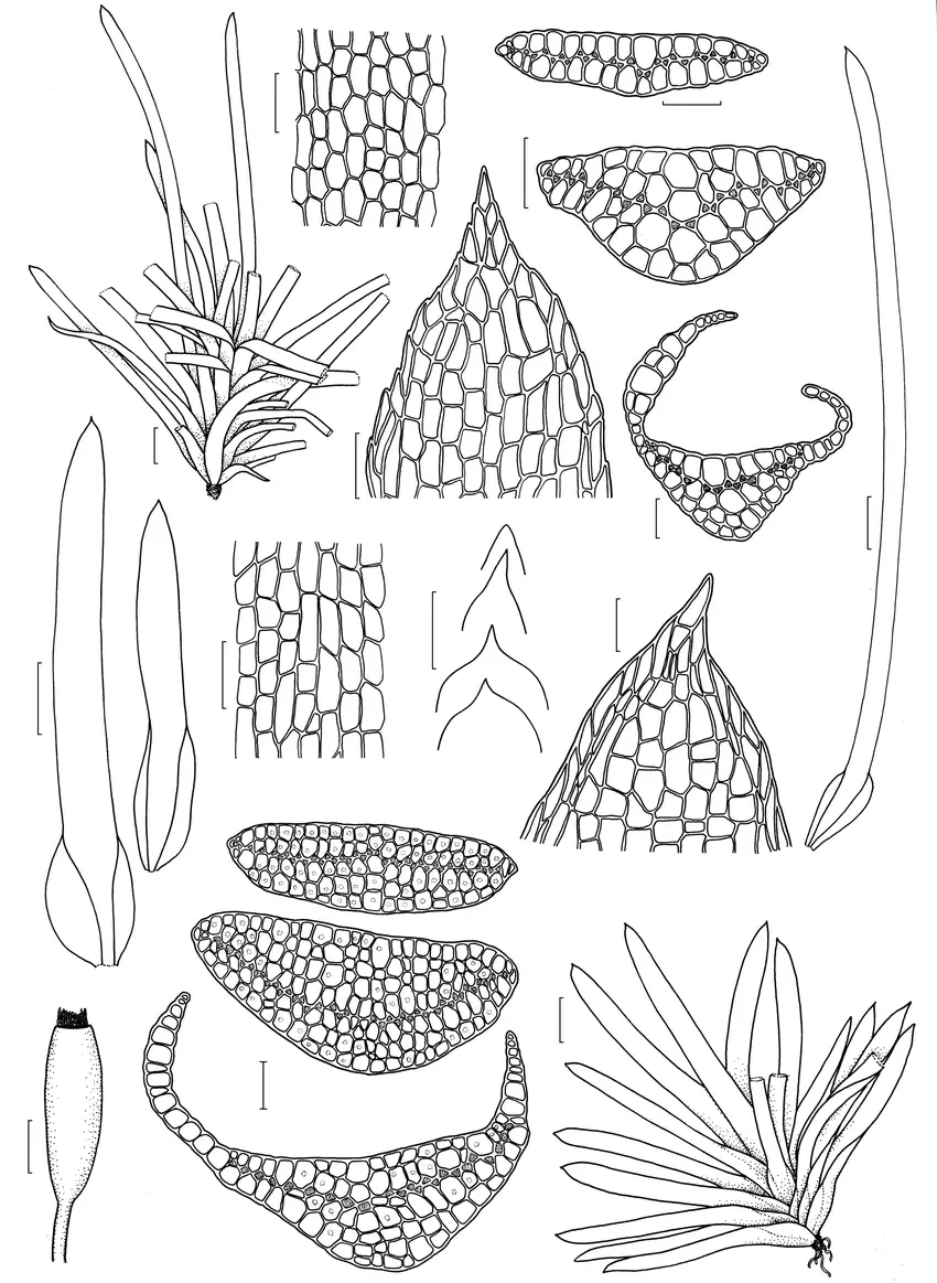 Figura-3-a-g-Octoblepharum-cocuiense-a-hbito-b-clulas-medianas-da-costa-c-pice.png