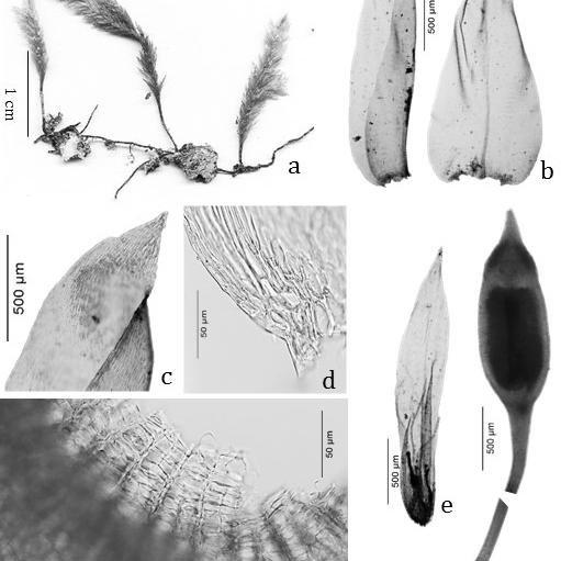 Figura-4-Orthorrhynchidium-planifrons-Renauld-Cardot-Renauld-Paris-a-Habito-b_Q640.jpg