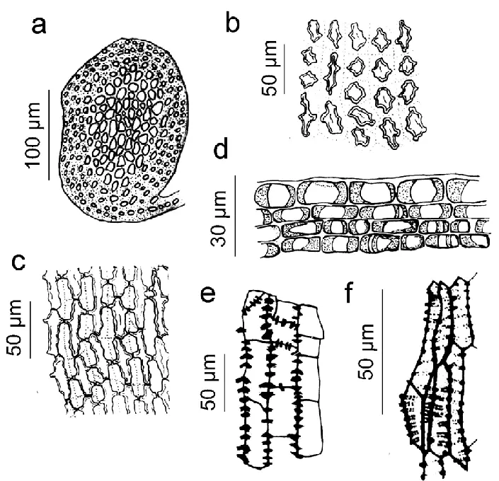 Figura-5-Anastrophyllum-piligerum-Reinw-Blume-Nees-Steph-a-Corte-transversal-del.png