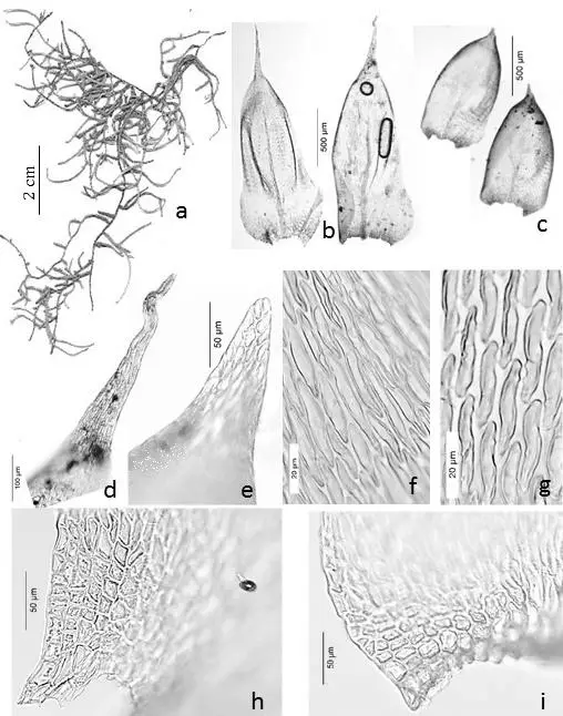 Figura-9-Orthostichopsis-tijucae-Muell-Hal-Broth-a-Habito-b-Filidios-do-caulidio.png