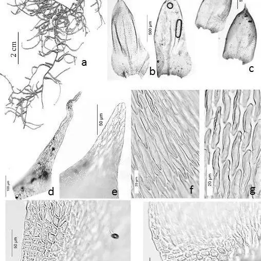 Figura-9-Orthostichopsis-tijucae-Muell-Hal-Broth-a-Habito-b-Filidios-do-caulidio_Q640.jpg