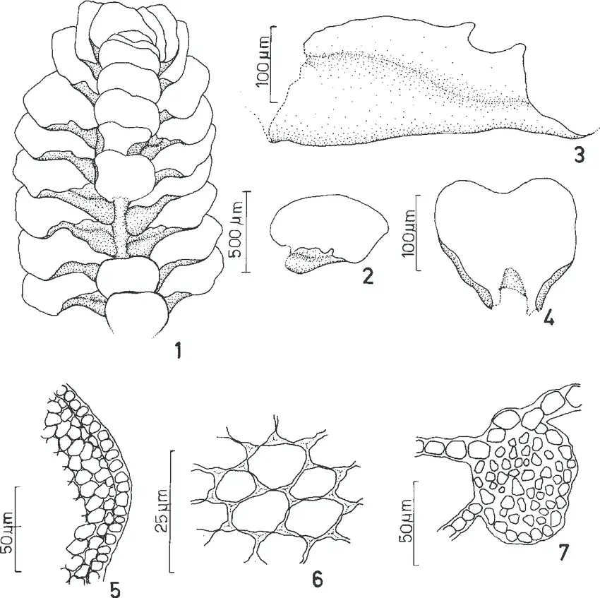 Figuras-1-7-Mastigolejeunea-innovans-Spruce-Steph-1-Gametofito-vista-ventral-2.png