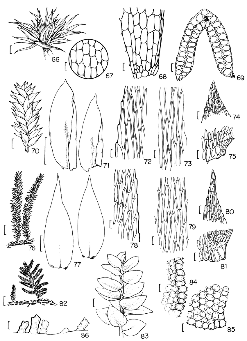 Figuras-66-69-Leucophanes-molleri-Muell-Hal-66-Aspecto-geral-do-gametofito-67.png