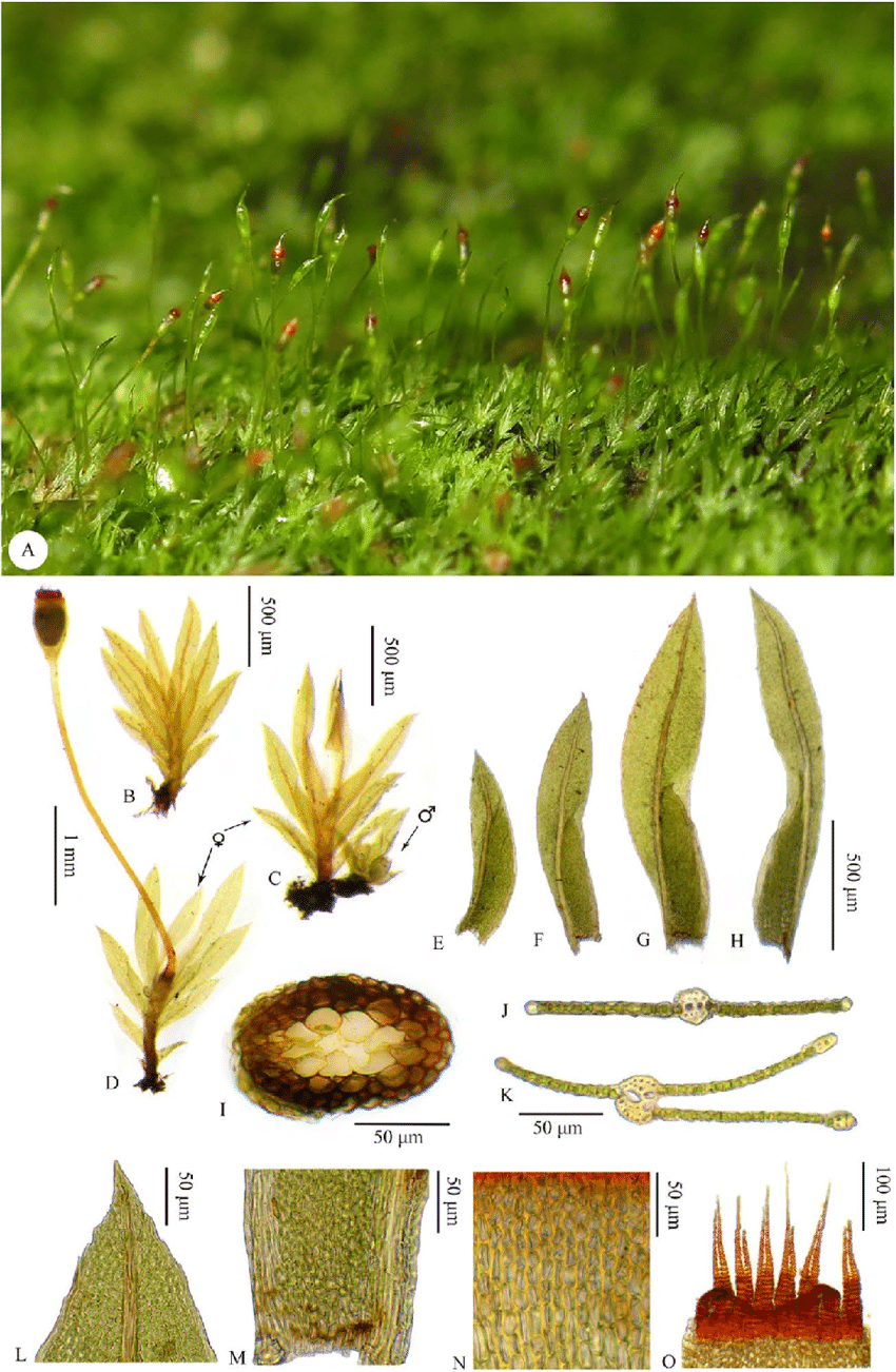 Fissidens-gracilifolius-Brugg-Nann-Nyholm-A-Habit-B-D-Plants-E-F-Leaves-G-H.png