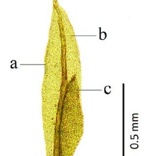 Fissidens-leaf-a-Dorsal-lamina-b-Apical-lamina-c-Vaginant-lamina_Q320.jpg