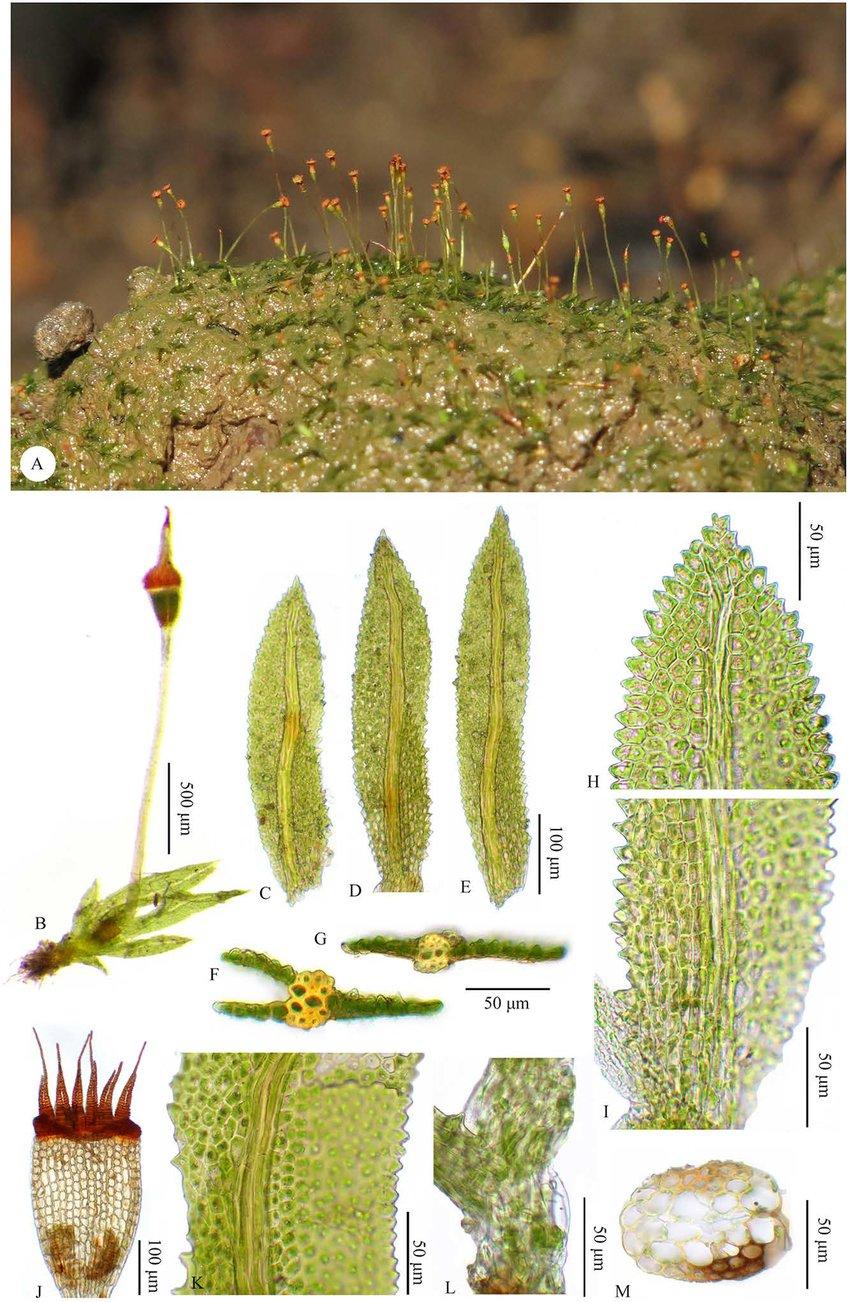 Fissidens-serratus-MuellHal-A-Habit-B-Plant-C-D-Leaves-E-Perichaetial-leaf-F-G.jpg