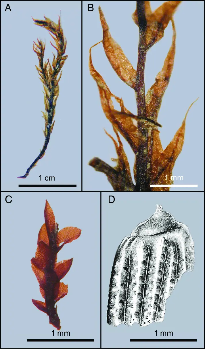 Fossil-mosses-and-a-beetle-A-Stem-and-leaves-of-the-semiaquatic-moss-Drepanocladus.png