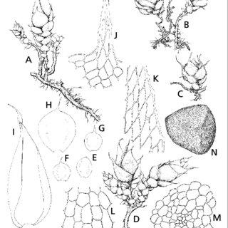 Gigaspermum-repens-Hook-Lindb-A-d-Habit-of-plants-showing-underground-rhizomatous_Q320.jpg