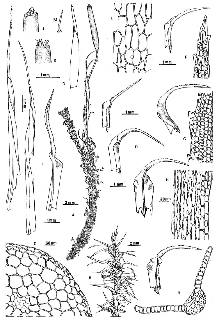 Holomitrium-arboretum-Mitt-A-Dry-habit-B-Wet-habit-C-Stem-in-cross-section-D.png