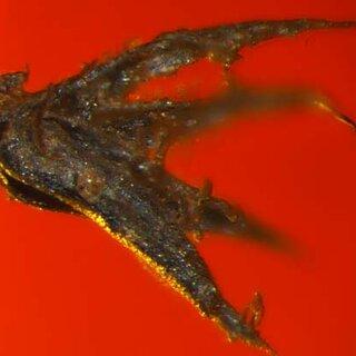 Hypnodontopsis-pilifer-J-P-Frahm-from-SIZK-K-5943-habit_Q320.jpg