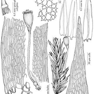 Illustrations-of-Daltons-Moss-Daltonia-splachnoides-showing-habit-details-of-leaves_Q320.jpg