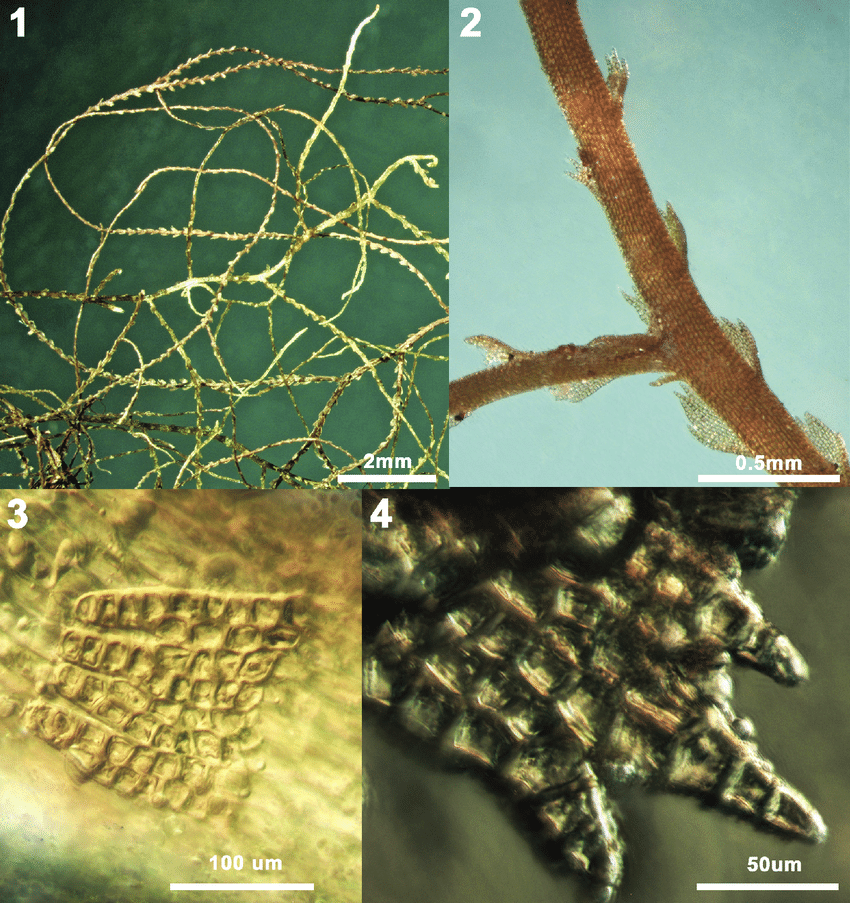 Lepidozia-haskarliana-Gottsche-Lindenb-Nees-Steph-1-plant-habit-2-scale-like.png