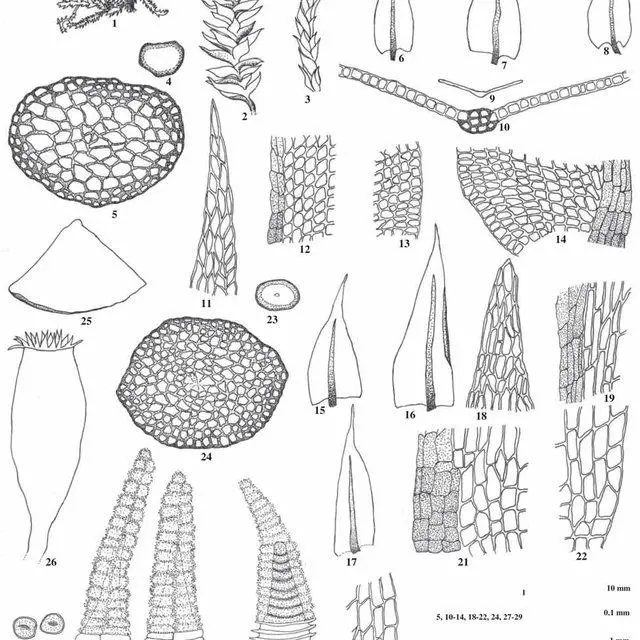 Linbergia-sinensis-Muell-Hal-Broth-1-Habit-of-plant-Wet-2-A-portion-of-plant_Q640.jpg