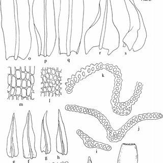 Macrocoma-tenue-subsp-sullivantii-a-k-from-Koponen-et-al-51907-a-Basal_Q320.jpg