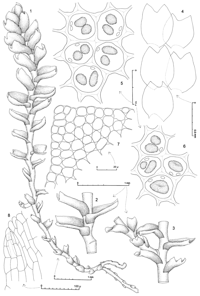 Marsupella-sparsifolia-subsp-childii-RMSchust-1-Leading-shoot-with-2-stoloniform.png