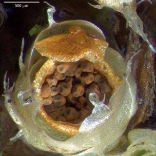 Mature-spores-of-Gigaspermum-repens-within-capsule-Image-C-lH-cave_Q320.jpg