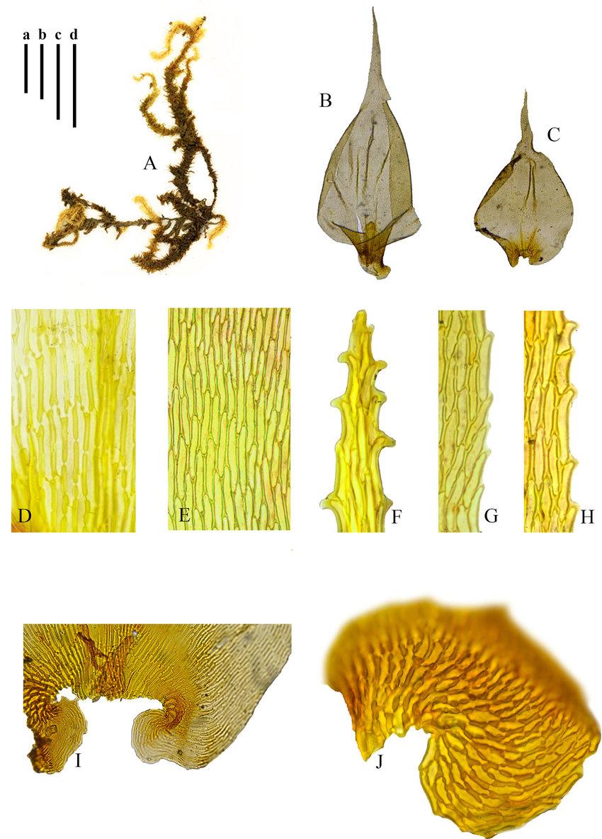 Meteoriella-soluta-Mitt-SOkamur-A-Plant-B-Branch-leaf-C-Stem-leaf-D-Basal.jpg