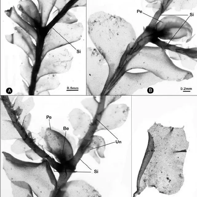 Plagiochila-ptychanthoidea-Steph-A-B-Portions-of-plants-in-dorsal-view-showing_Q640.jpg