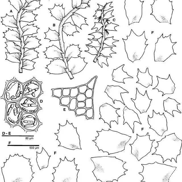 Plagiochila-punctata-A-C-top-of-shoots-dorsal-view-B-top-of-shoot-ventral-view_Q640.jpg