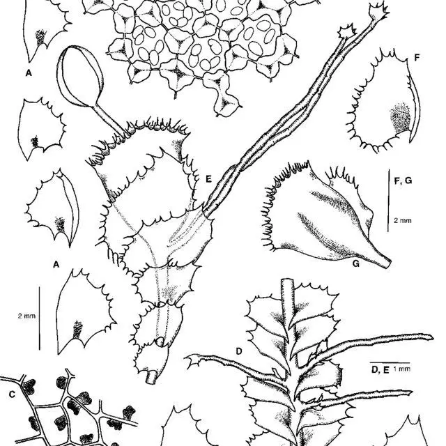 Plagiochila-punctata-Taylor-Taylor-A-leaves-B-leaf-cells-with-oil-bodies-C-cells_Q640.jpg