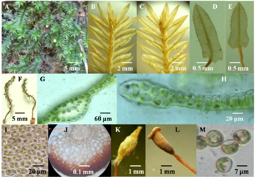 Pogonatum-marginatum-Mitt-A-female-gametophytes-with-spporophytes-B-dorsal-surface.png