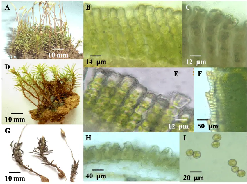 Pogonatum-neesii-Muell-Hal-Dozy-A-female-gametophytes-with-sporophytes-B.png