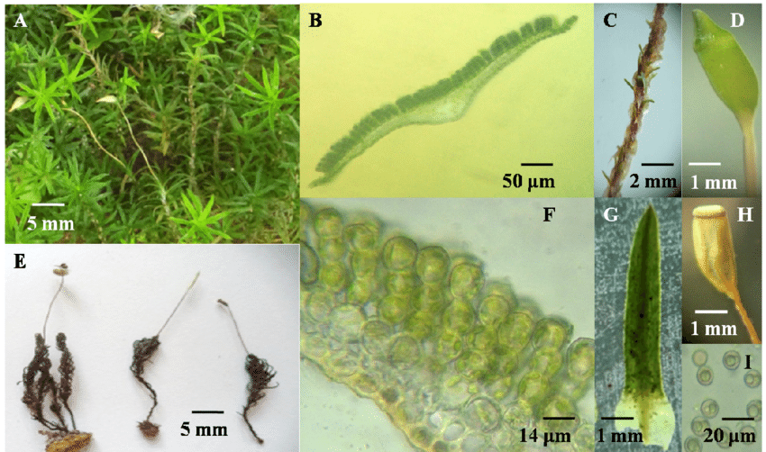 Pogonatum-subtortile-Muell-Hal-A-Jaeger-A-female-gametophytes-with-sporophytes-B.png