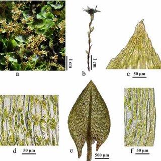 Pohlia-ludwigii-a-Habit-b-Shoot-c-Apex-d-Mid-leaf-cells-e-Leaf-f-Leaf-edge_Q320.jpg